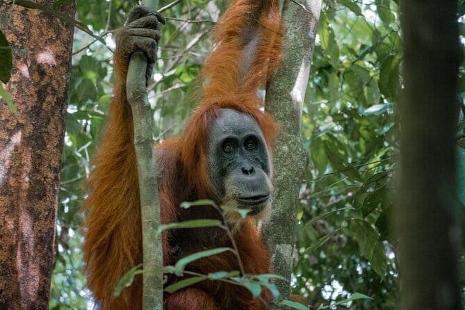 2 Days Ethical Jungle Trek in Sumatra - Introduction