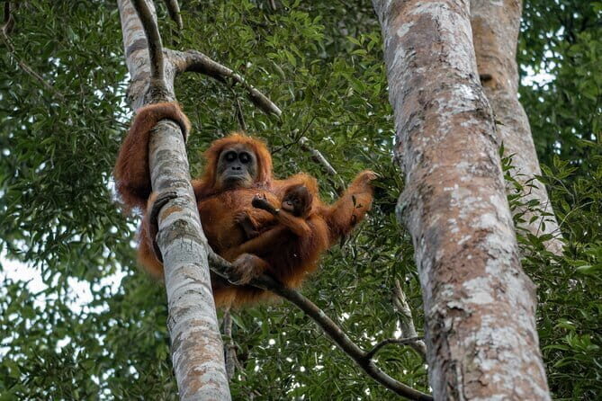 2 Days Ethical Jungle Trek in Sumatra - The Guides and Their Impact
