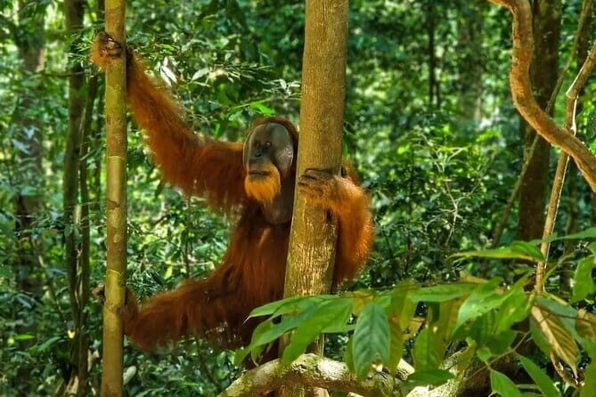 2 Days Ethical Jungle Trek in Sumatra - The Experience’s Highlights and Challenges