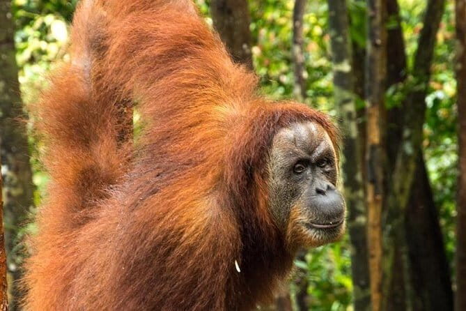 2 Days Ethical Jungle Trek in Sumatra - Who Should Consider This Tour?