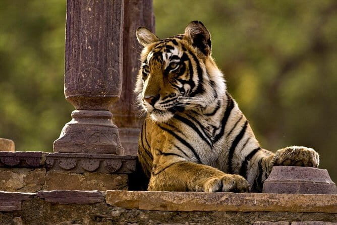 2 Days : Guided Jaipur Tour With Ranthambore Safari & Hotel - Key Points