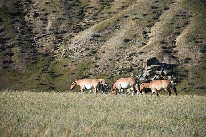 2 Days Hustai National Park and Nomadic homestay tour - Detailed Review of the Hustai National Park and Nomadic Homestay Tour
