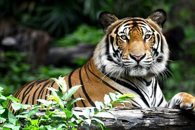 2 Days : Jhalana Leopards & Ranthambore Tiger Safari From Jaipur - Practical Details & What’s Included