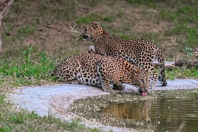 2 Days : Jhalana Leopards & Ranthambore Tiger Safari From Jaipur - FAQs