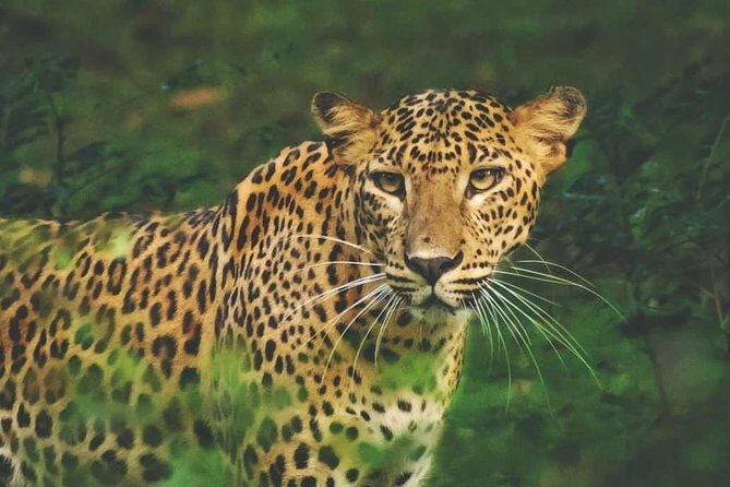 2- Days Private tour to Anuradhapura & Wilpattu National Park from Negombo - Practicality and Value