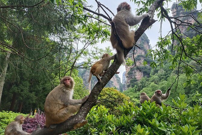 2 Days Private Zhangjiajie National Forest Park In-depth Tour (Avatar Mountain) - Final Words