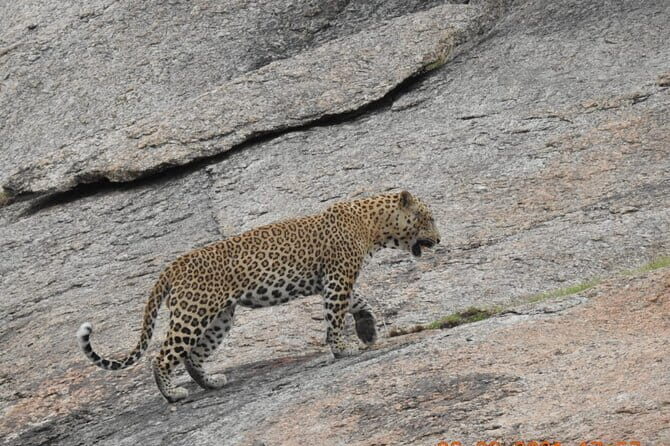 2 Days Safari Tour in Jawai and Jodphur - What the Reviews Say
