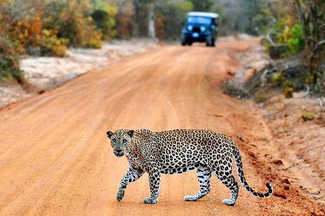 2 Days Tour of Double Safari (Yala & Udawalawe) - All Inclusive - Authentic Wildlife Experiences