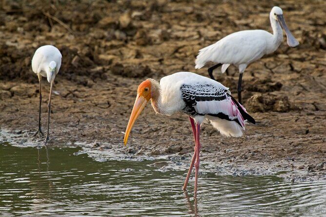 2 Days Tour of Double Safari (Yala & Udawalawe) - All Inclusive - FAQs