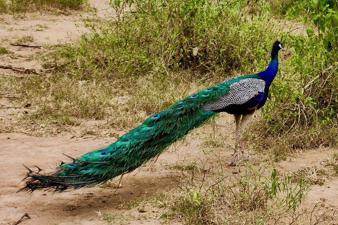 2 Days Tour to Udawalawe & Yala National Park From Negombo - FAQ