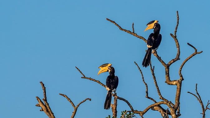 2 Days Tour to Yala & Kumana National Park From Colombo - Key Points