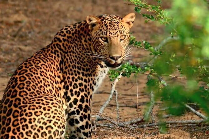 2 Days Tour to Yala & Kumana National Park From Colombo - Who Should Consider This Tour?