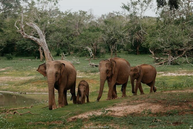 2 days trip Nuwara Eliya, Ambewela, Ella, Udwalawa and Yala - FAQs