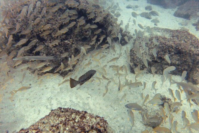 2 Dive Package for PADI Qualified Divers in Gran Canaria - Why This Tour Works