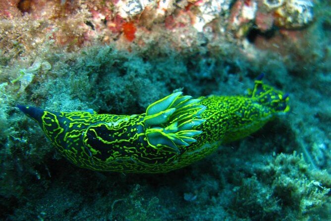 2 Dive Package for Qualified Divers in Gran Canaria - Who Will Love This?