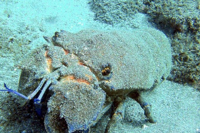 2 Dive Package for Qualified Divers in Gran Canaria - The Sum Up