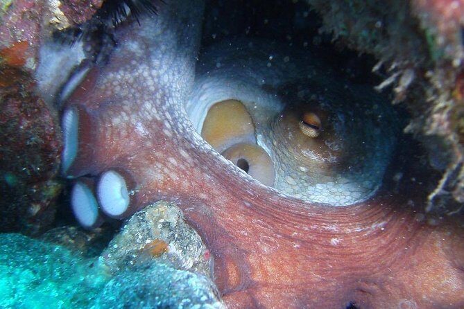 2 Dive Package for Qualified Divers in Gran Canaria - FAQ