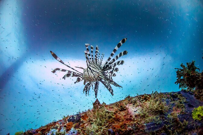 (2 Dives) Discover Scuba Diving Kota Kinabalu - Key Points