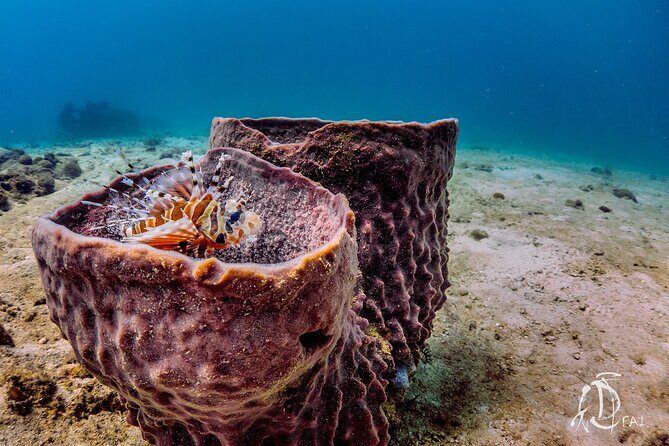 (2 Dives) Discover Scuba Diving Kota Kinabalu - Practical Tips and Considerations