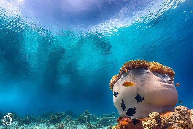 (2 Dives) Discover Scuba Diving Kota Kinabalu - The Sum Up