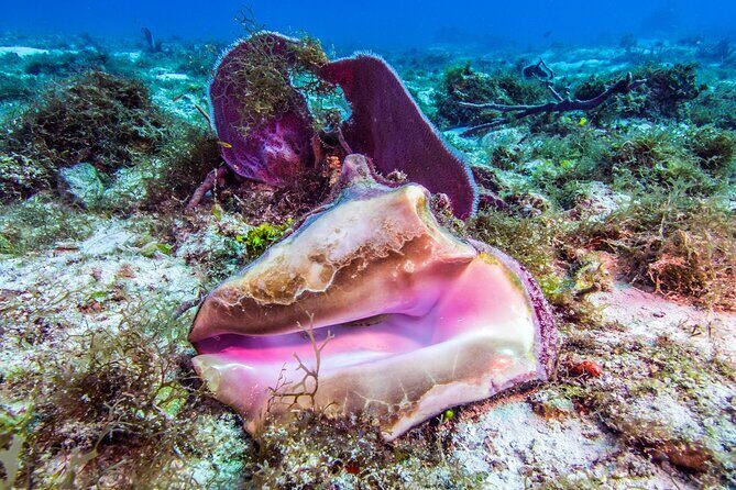 2 dives in Cozumel (for certified divers only) - Pricing and Value