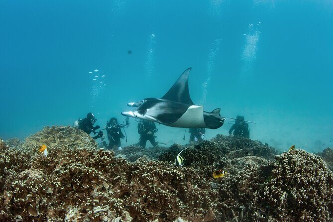 2 Dives in the morning for certified divers in Bora Bora - Who Will Love This Experience?