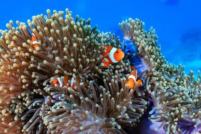 2 Fun Dives in Racha Yai or Noi for Certified Divers - Key Points