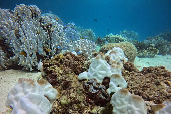2 Fun Dives in Racha Yai or Noi for Certified Divers - Authentic Experiences from Reviews