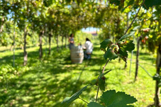 2 Guests Private Prosecco Road Tour All Inclusive from Venice - Exploring Italy’s Prosecco Heartland