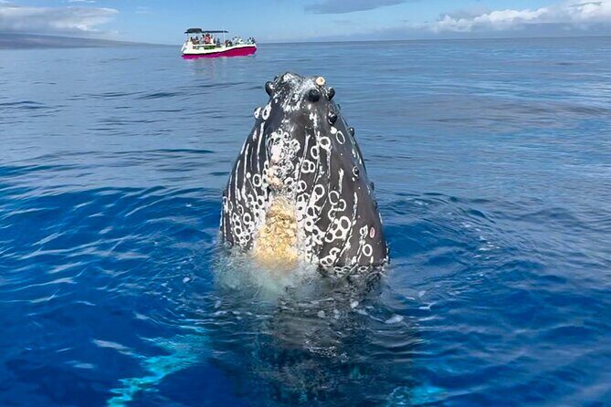 2 Hour Afternoon Lahaina Whale Watch - In-Depth Review of the Lahaina Whale Watch Experience