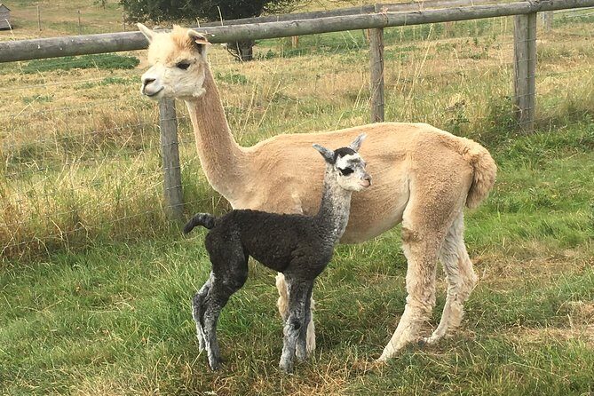 2-Hour Alpaca Farm Experience in Kenilworth - Key Points