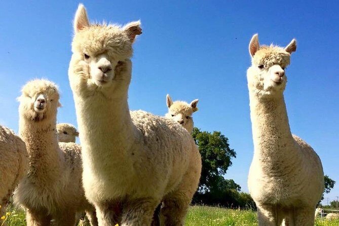 2-Hour Alpaca Farm Experience in Kenilworth - Authentic Reviews from Visitors