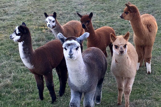 2-Hour Alpaca Farm Experience in Kenilworth - The Sum Up: Is It Worth It?