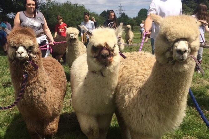 2-Hour Alpaca Farm Experience in Kenilworth - FAQ