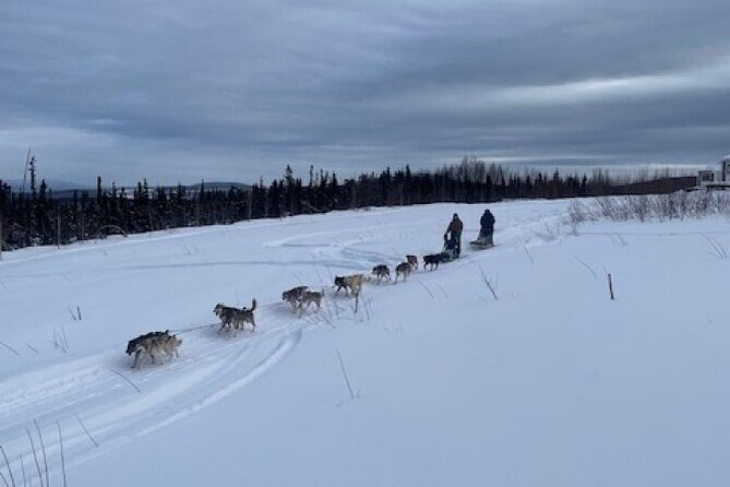 2-Hour Basic Dog Mushing School (with Transportation) - Key Points
