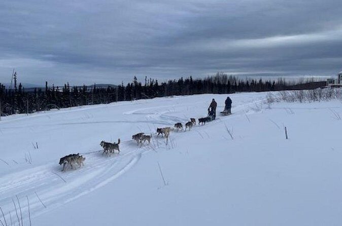 2-Hour Basic Dog Mushing School (with Transportation) - Who Should Consider This Tour?