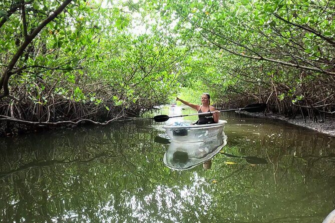 2-Hour Clear Kayak Mangrove Eco Tours, St Pete - What to Expect from the Clam Bayou Kayak Tour