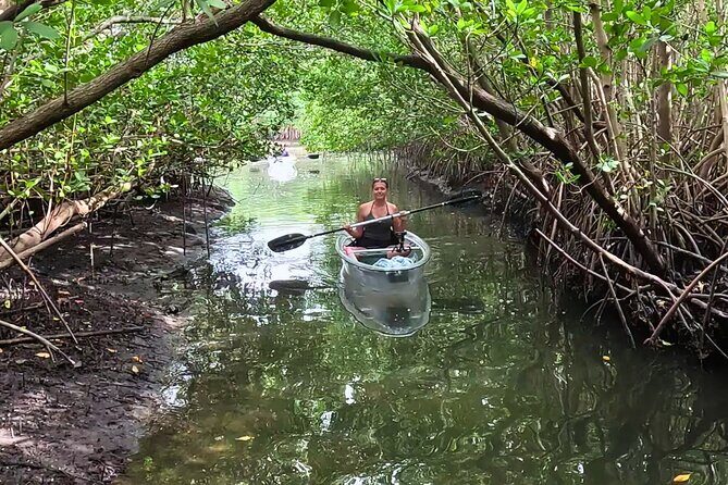 2-Hour Clear Kayak Mangrove Eco Tours, St Pete - Final Thoughts: Why It’s a Solid Choice