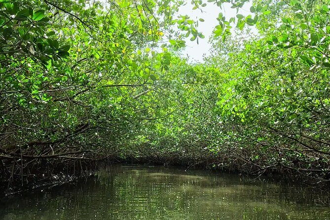 2-Hour Clear Kayak Rentals in St Pete, FL - Clam Bayou - Real Feedback and What It Tells Us