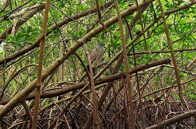 2-Hour Clear Kayak Rentals in St Pete, FL - Clam Bayou - Who Will Love This?