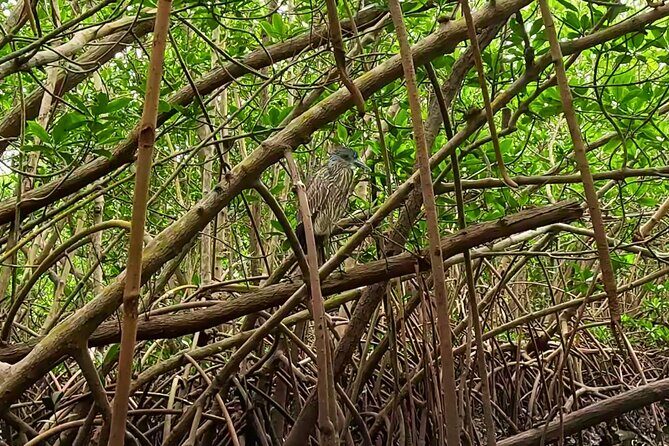 2-Hour Clear Kayak Rentals in St Pete, FL - Clam Bayou - Summary: Is It Worth It?