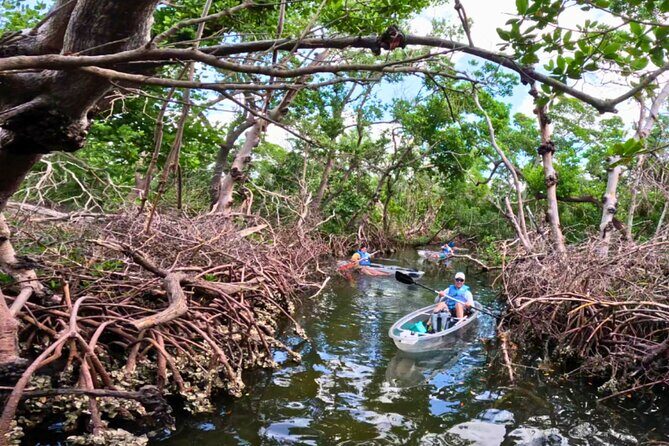 2 Hour Clear Kayak Tour at Emerson Point Preserve - Practical Tips for Participants