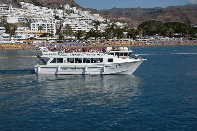 2-Hour Dolphin and Whale Watching in Gran Canaria - Final Thoughts