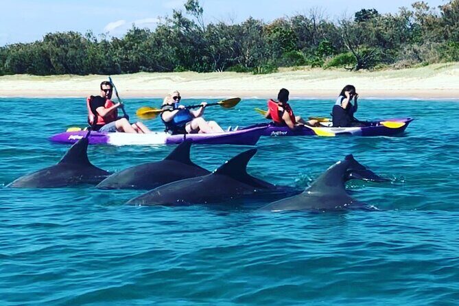 2-Hour Dolphin Kayak & Snorkel Tour on the Broadwater - An Honest Look at the Gold Coast Broadwater Kayak & Snorkel Tour
