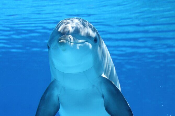 2-Hour Dolphin Sunset Tour from Giardini Naxos - Is This Tour Worth Your Time and Money?