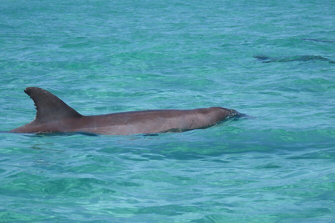 2 hour Dolphin Tours - Discover the Charm of the 2 Hour Dolphin Tours in Sarasota
