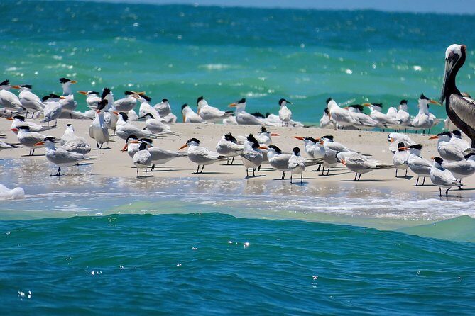 2 hour Dolphin Tours - The Itinerary: What to Expect on Your Sarasota Adventure