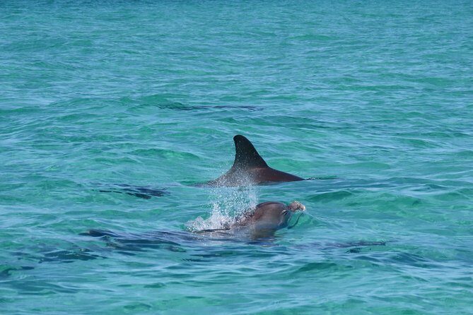 2 hour Dolphin Tours - Final Thoughts
