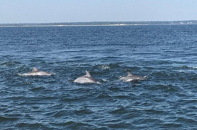 2 Hour Dolphin Watching Adventure in Calabash - Final Thoughts