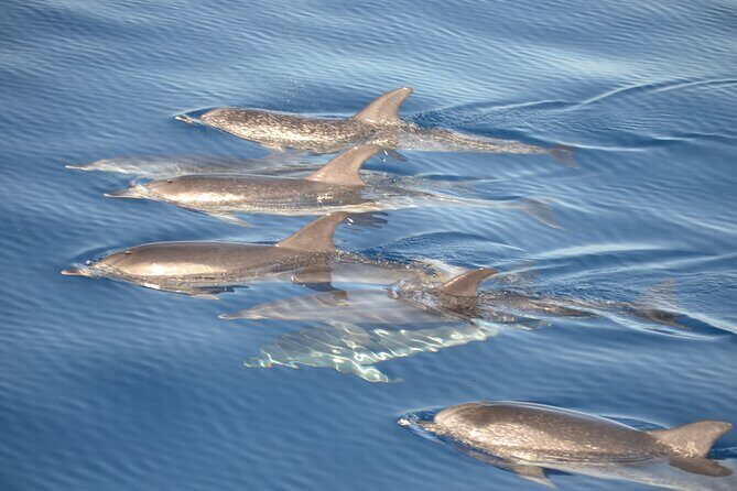 2-Hour Dolphin Watching Experience in Fuerteventura - The Sum Up